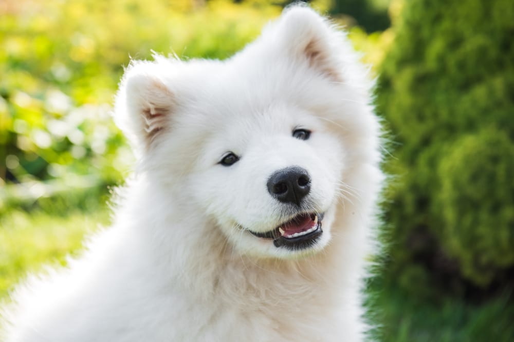 Samoyed smiling at the camera.