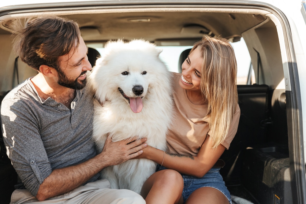Samoyed and owners sitting in back of a car.