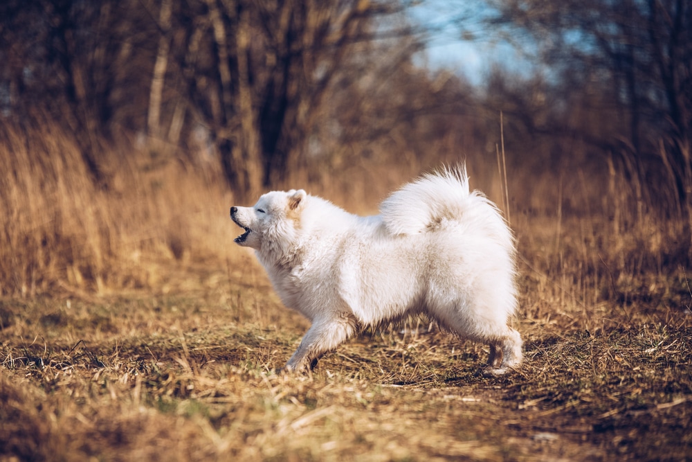 Samoyed barking in a field.