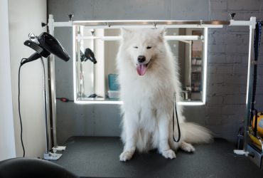 A panting Samoyed in a salon.