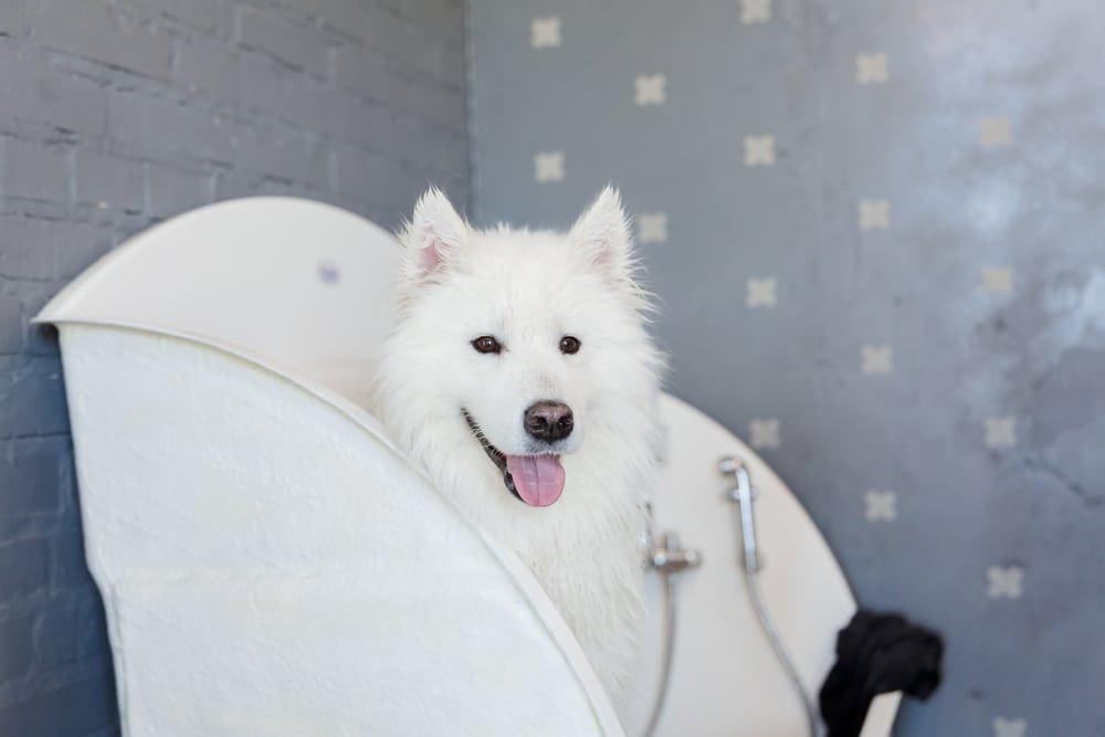A Samoyed in a salon bathtub.