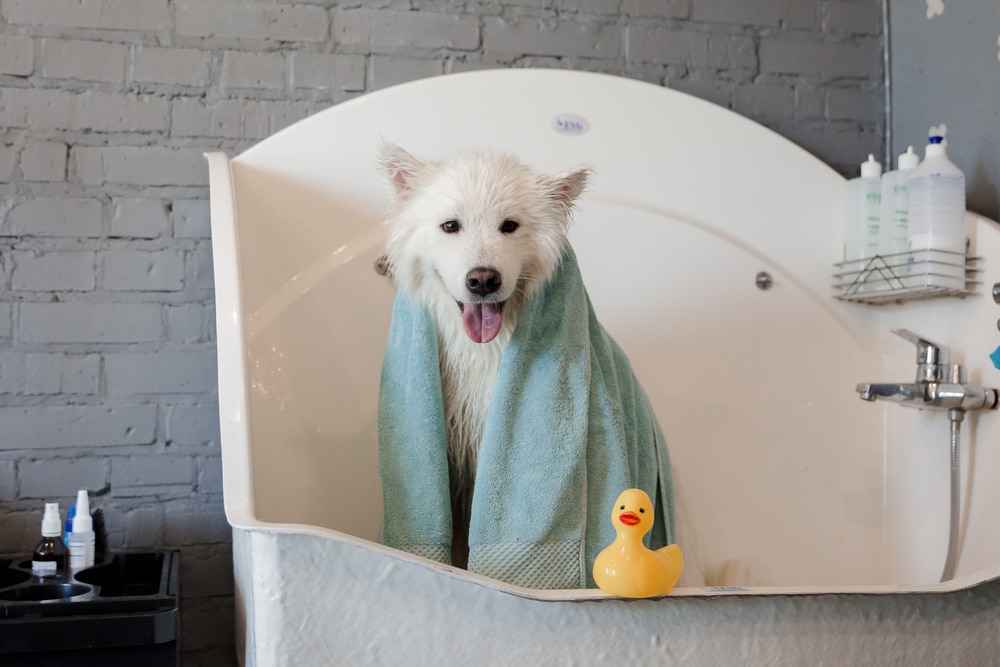 A Samoyed with a towel on after a bath.