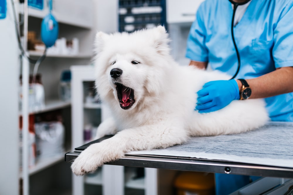 Samoyed yawning at the vet during a checkup.