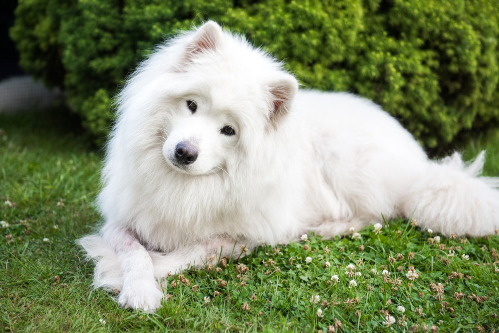 Samoyed laying in the grass with its head tilted.