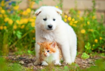 Young Samoyed and cat together.