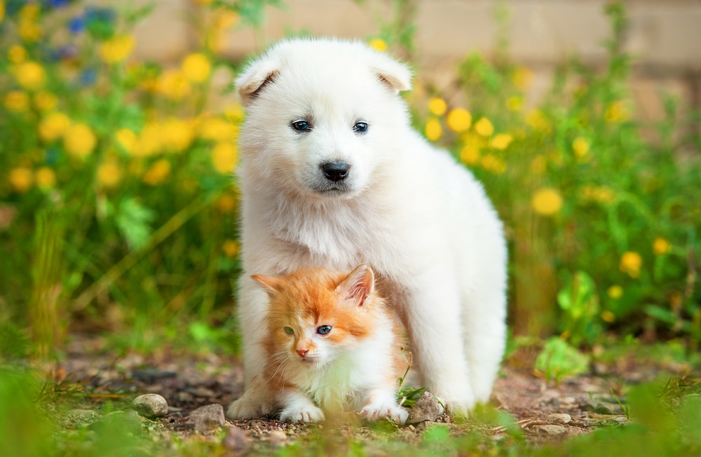 Young Samoyed and cat together.