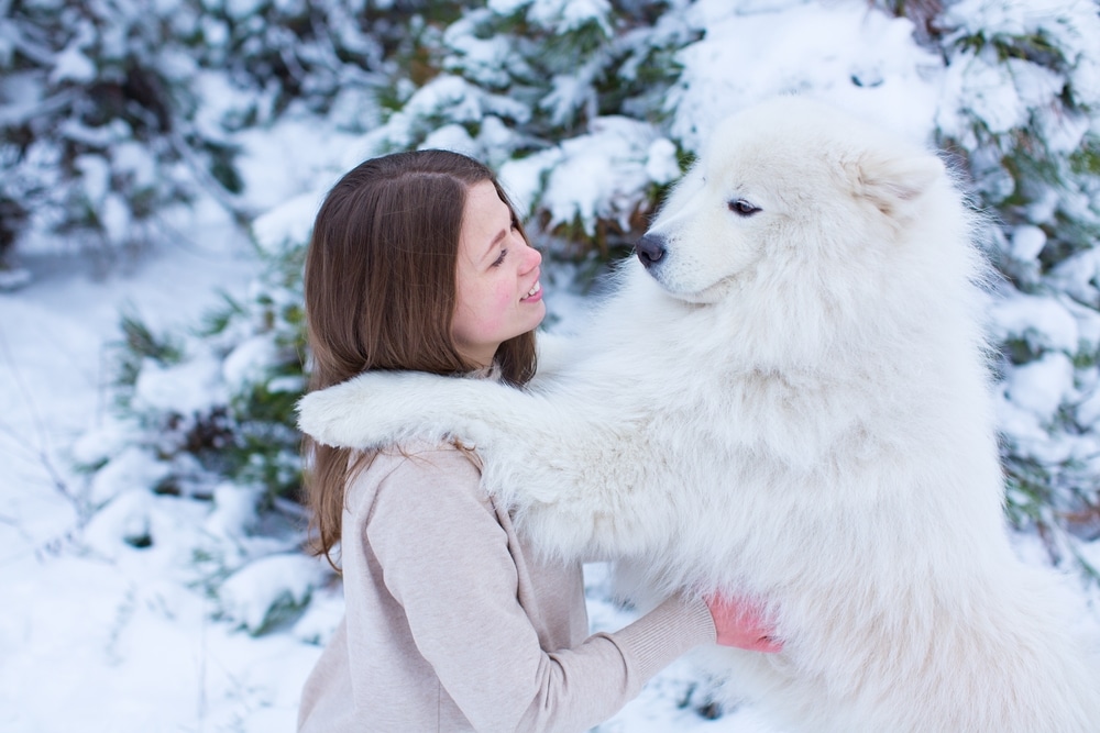 A Samoyed in winter with its paws on a girl's shoulders.