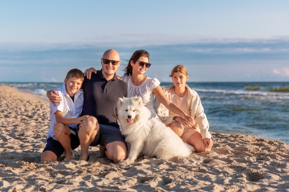 A Samoyed with its family on the beach.