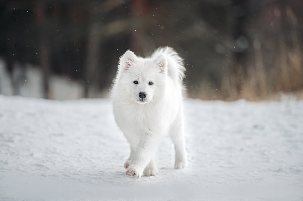 A Samoyed walking in the snow.