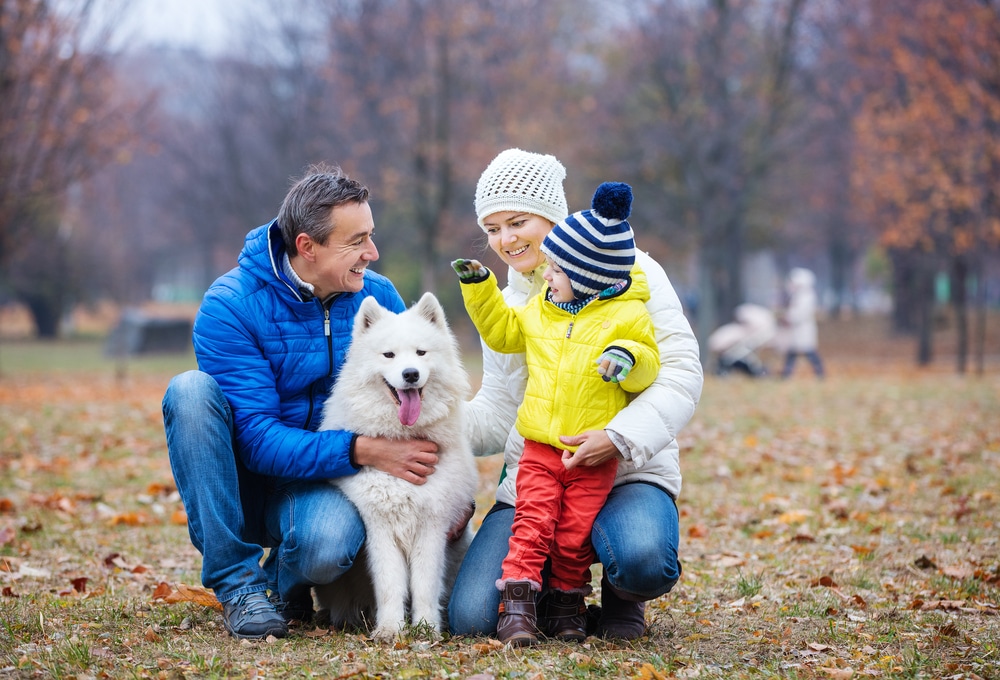 Samoyed with happy family in a park.