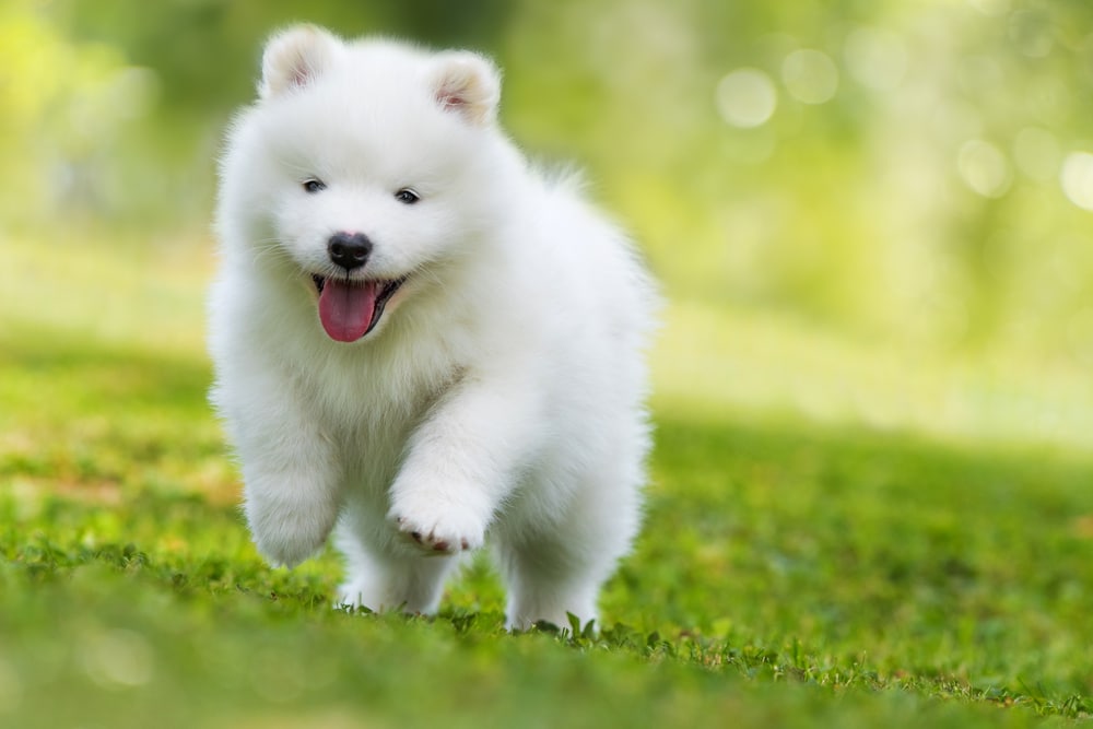 A Samoyed puppy running through the grass.