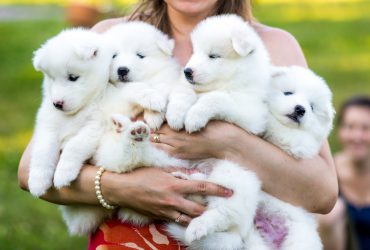 A woman holding Samoyed puppies.