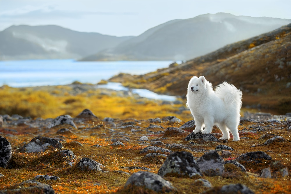 Samoyed standing in the countryside.