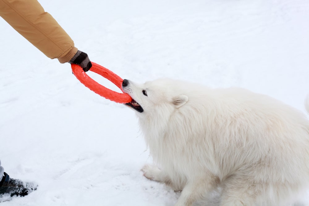 Samoyed pulling a ring toy in the snow from a human