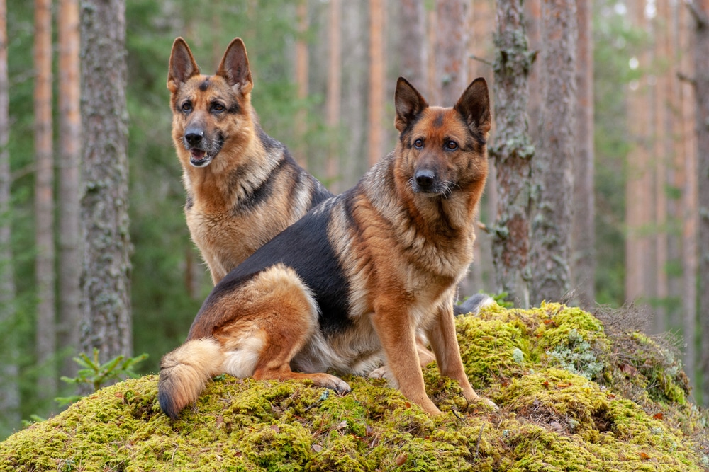 A pair of German Shepherds in a forest.