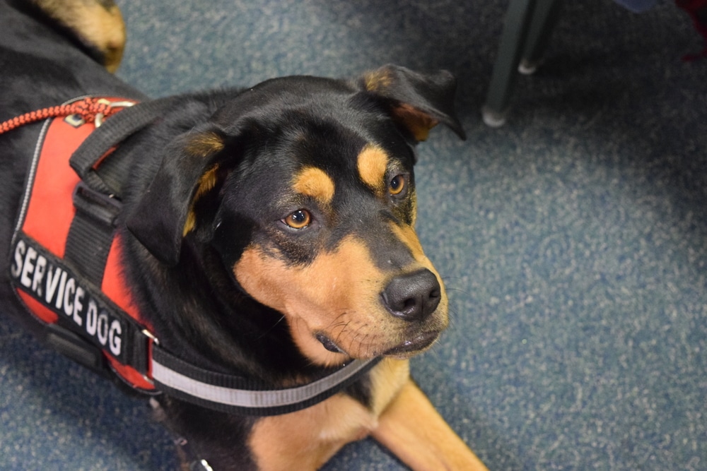 Closeup of a service dog laying on the floor.