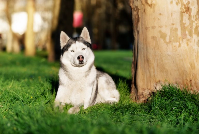 Are Sycamore Trees Toxic To Dogs? Happy Samoyed