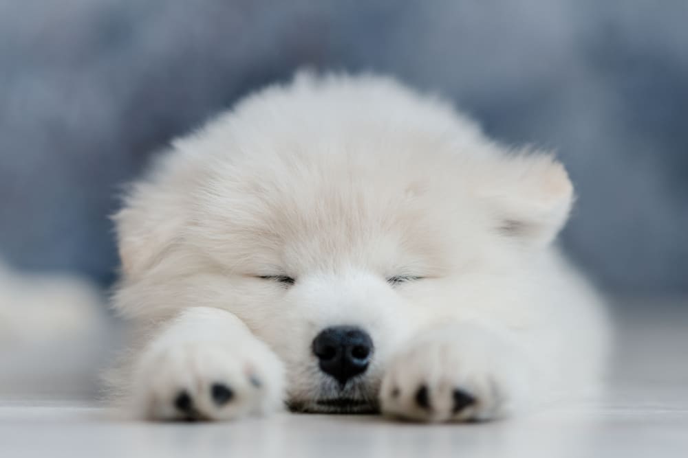 A closeup of a Samoyed puppy sleeping.