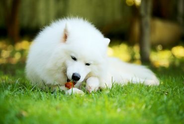 A Samoyed laying in the grass eating a tasty treat.