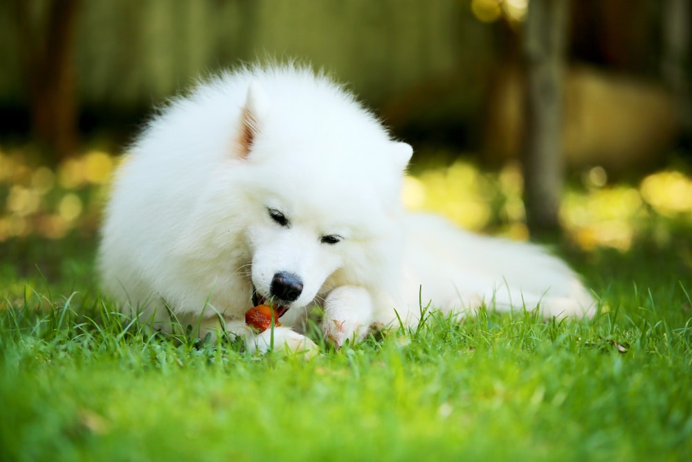 A Samoyed laying in the grass eating a tasty treat.