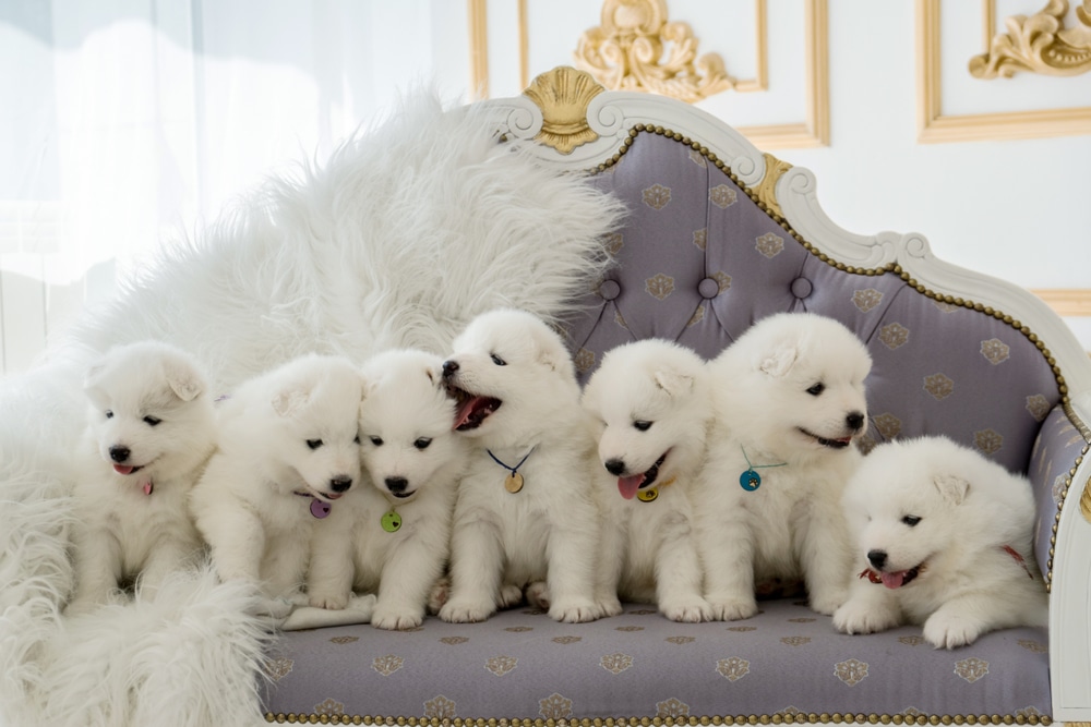 A bunch of Samoyed puppies hanging out together on a couch.