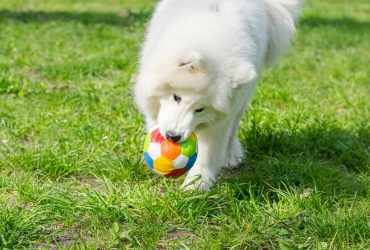 Samoyed playing with a ball in its mouth.