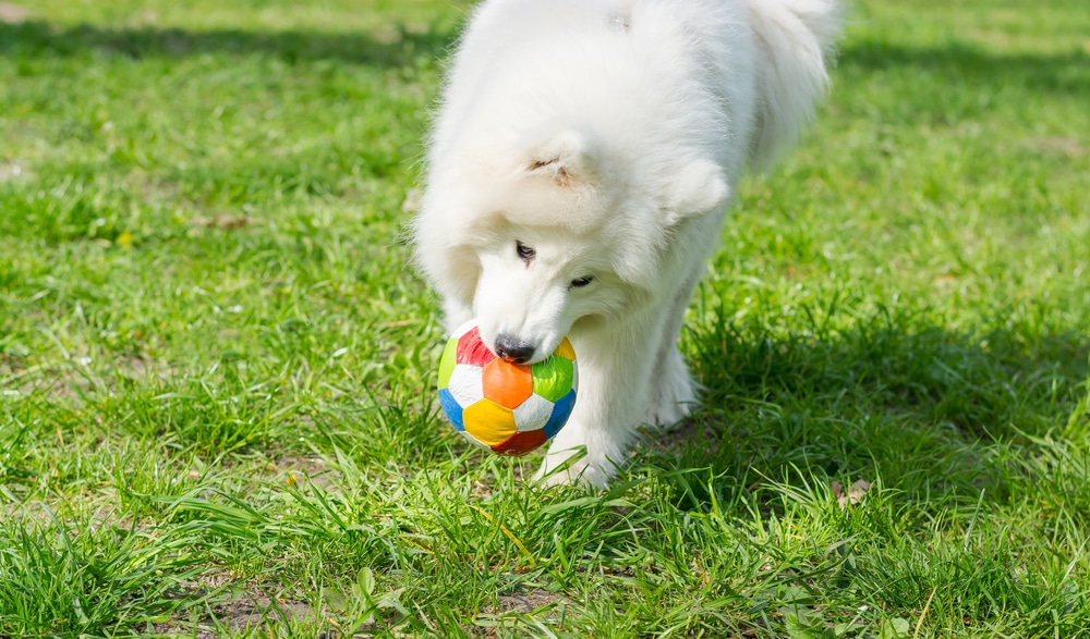 Samoyed playing with a ball in its mouth.