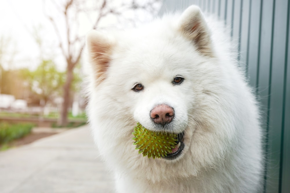 A Samoyed with a ball toy in its mouth.