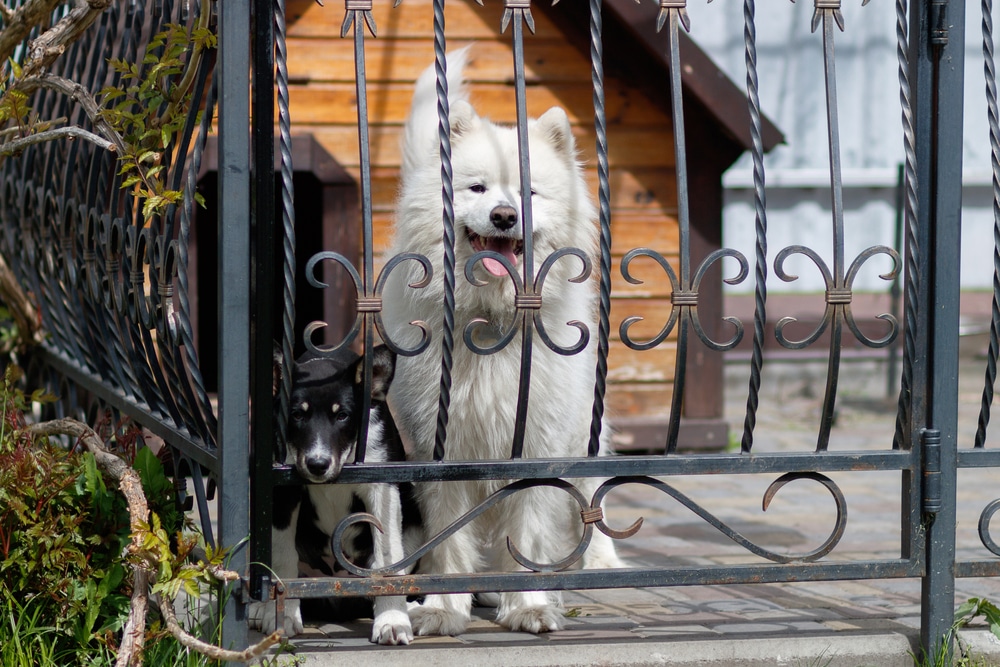 Samoyed and another dog standing behind a fence.