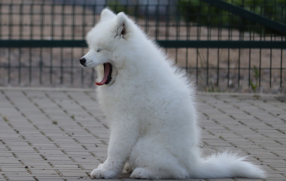 A Samoyed sitting on a sidewalk and yawning.