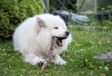 A Samoyed chewing on a stick in a yard.