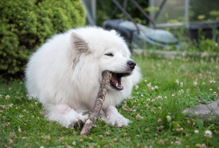 Can A Dog's Stomach Acid Dissolve Wood? - Happy Samoyed