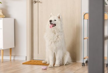 A Samoyed sitting in front of a door.