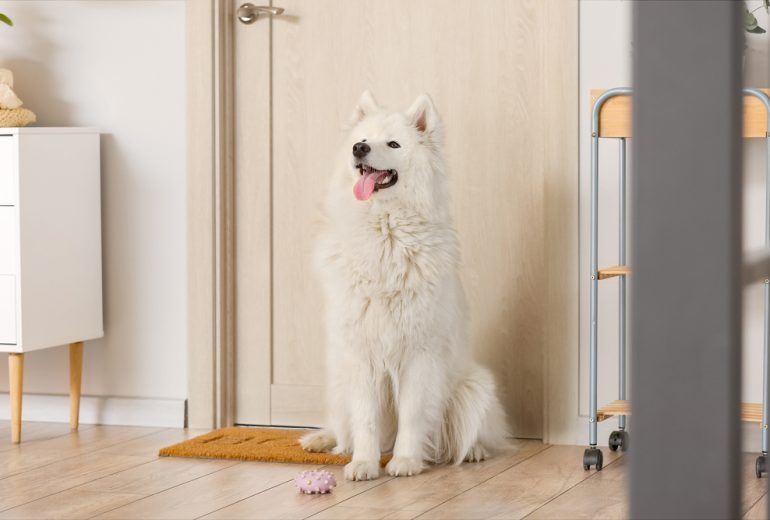 Personality / Behaviour Archives Happy Samoyed