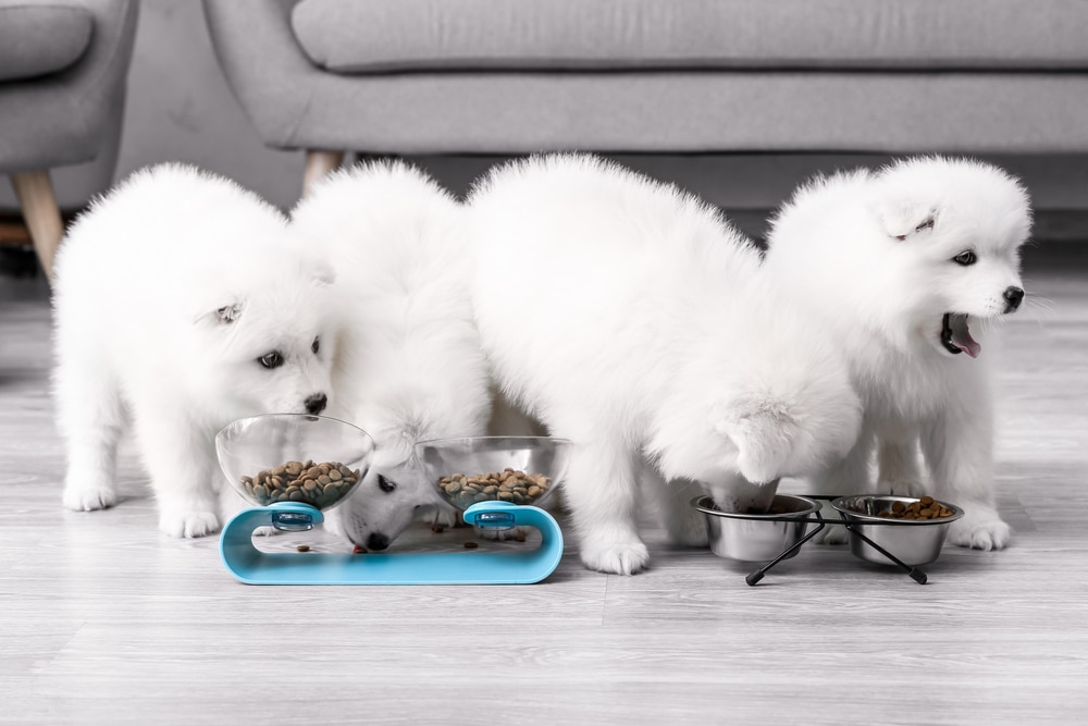 Samoyed puppies eating dog food out of bowls.