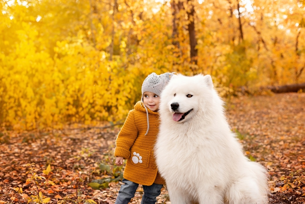 A little kid standing next to her Samoyed in a forest.