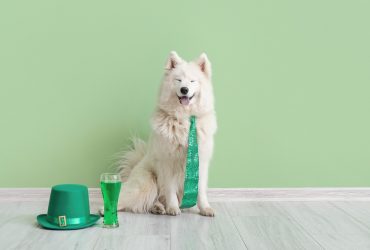 Samoyed with a green tie on sitting next to a green drink and hat.