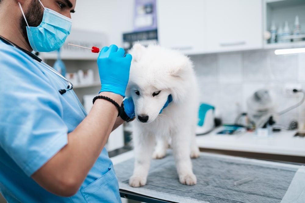 Vet treating a Samoyed's ear.