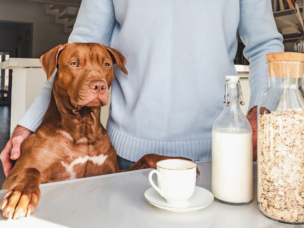 Dog sitting at a table with an empty cup and a bottle of milk.