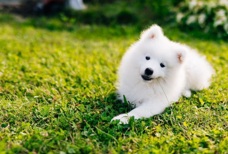 How To Potty Train A Samoyed Puppy - Step-By-Step Help - Happy Samoyed