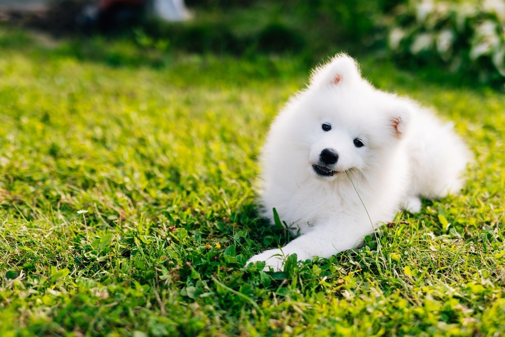 A Samoyed puppy laying down in a yard.