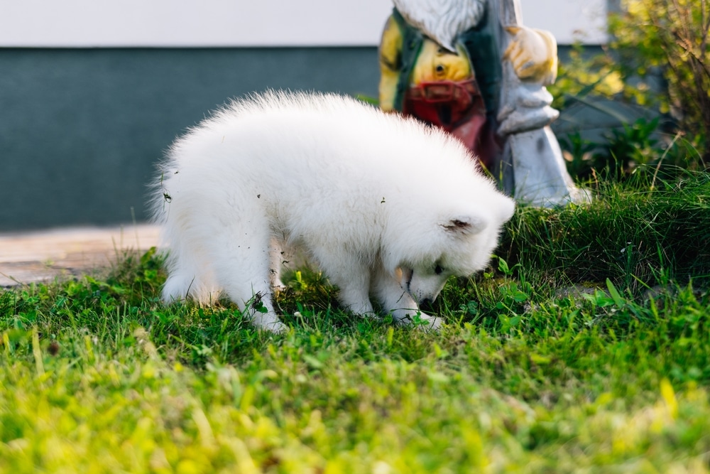 A Samoyed puppy digging in the grass.