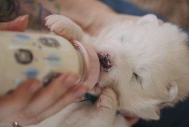 Samoyed puppy drinking from a bottle of milk.