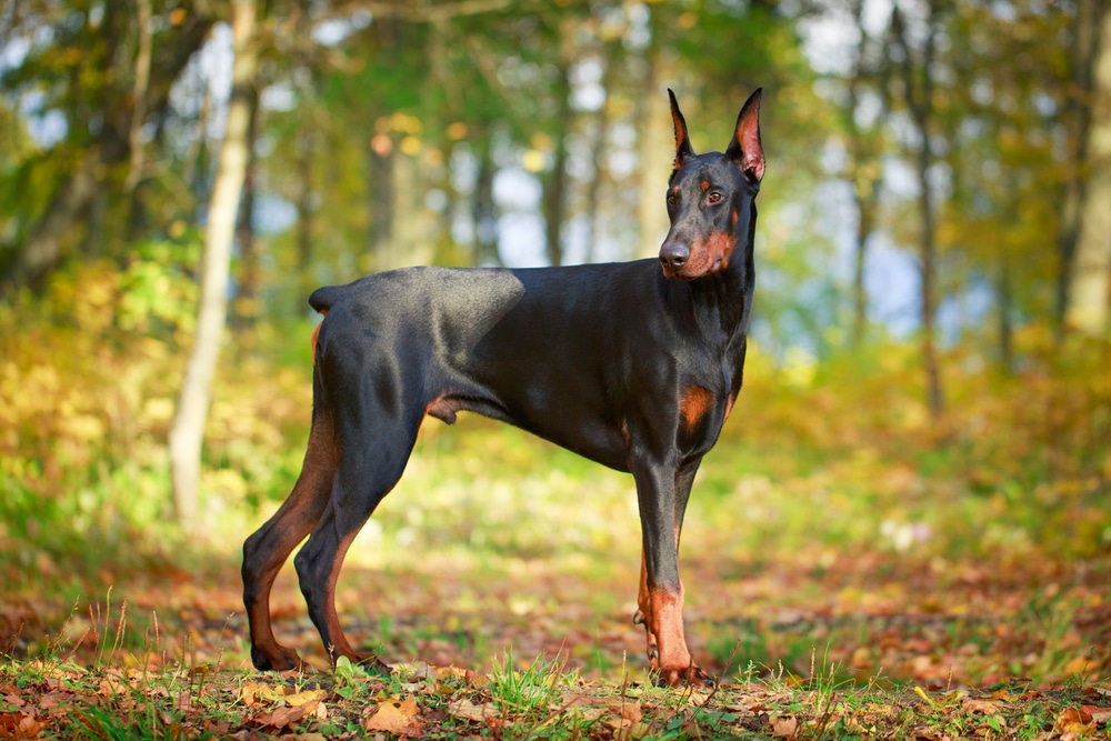 A Doberman Pinscher standing in a forest.