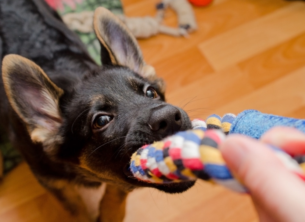 A closeup of a dog playing tug-of-war with their owner.