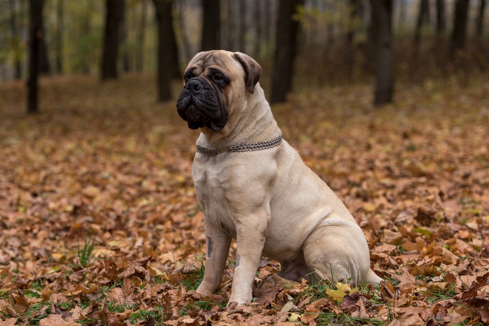 A Bullmastiff sitting in a forest.