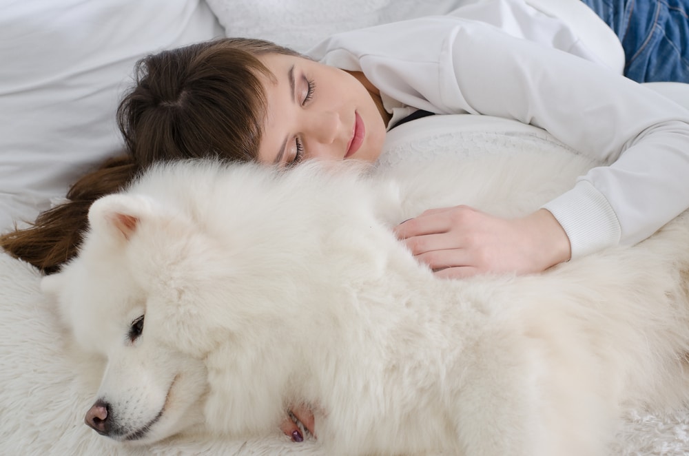 A woman sleeping next to a Samoyed in bed.