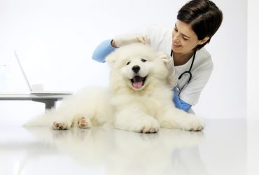 A vet checking a Samoyed's ear, possibly to see why the dog's ear is making a crackling noise.