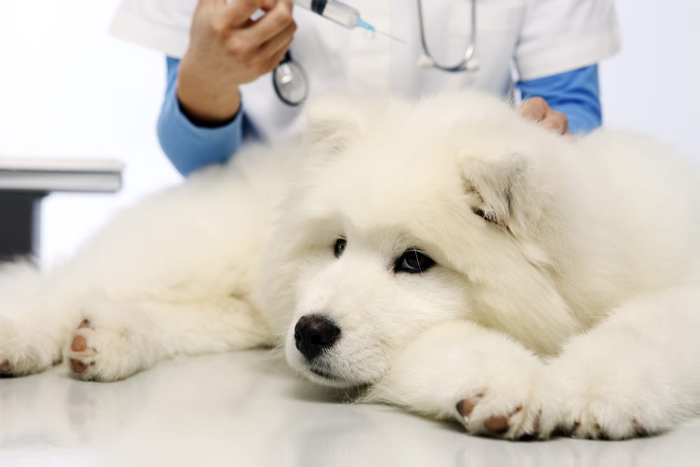 A Samoyed laying down on a vet table and a vet ready to inject them with a syringe.
