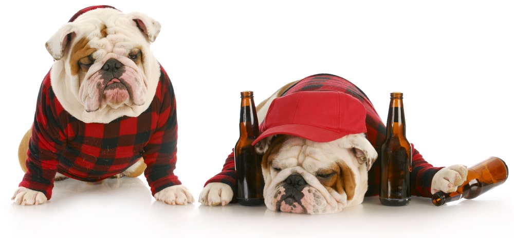 Dog dressed up and next to some empty beer bottles.